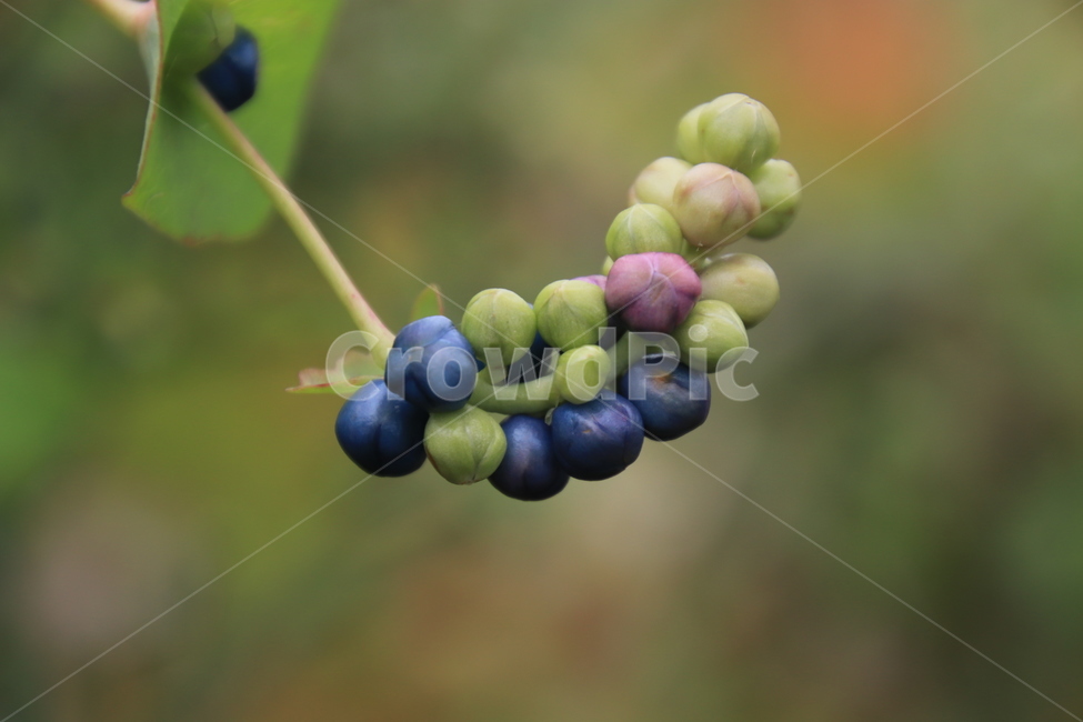 식물,덩굴식물,들,며느리배꼽,열매,식물,자연,plants,nature,과일,열매,fruit
