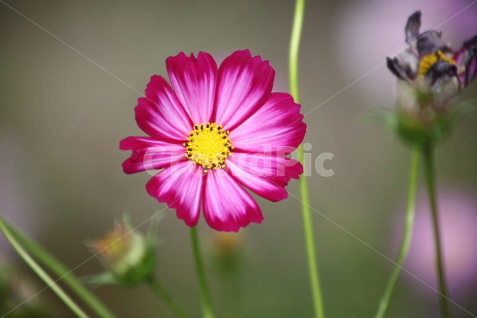 코스모스,꽃,cosmos,blossom,flower,식물,자연,plants,nature,꽃,flower