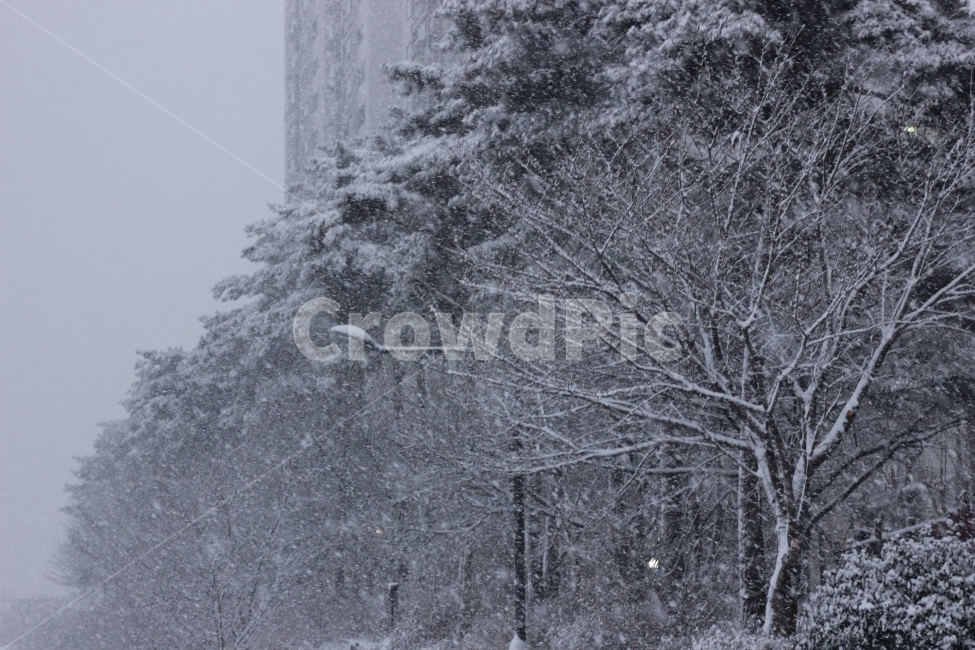 눈,겨울,풍경,추위,하얀색,화이트,자연,snow,winter,landscape,scenery,cold,white,나무,tree,겨울,계절,winter,season,식물,자연,plants,nature,나무,trees,wood