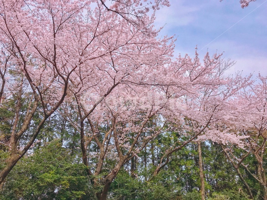 봄,벚꽃,꽃,제주,제주도,꽃놀이,봄,계절,spring,season,plant,식물,blossom,flower