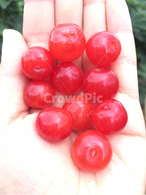 앵두,과일,fruit,cherry,먹거리,과일,열매,fruit