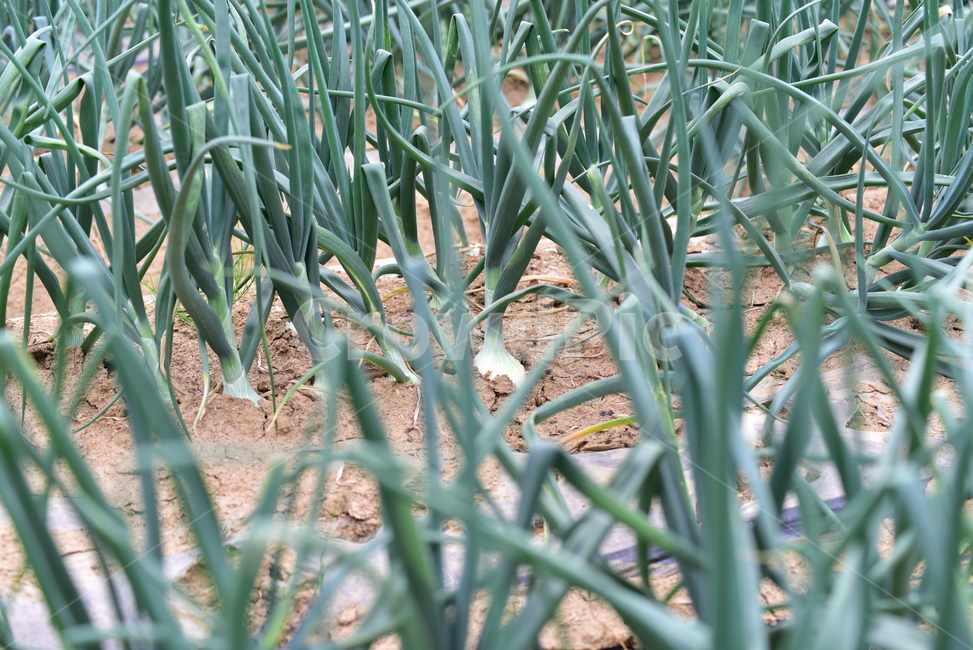 양파,양파밭,밭농사,흙,농촌,밭,농원,녹색,그린,초록,green,nature,자연