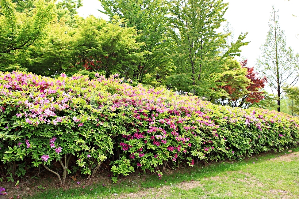철죽,꽃,공원,풍경,자연,배경