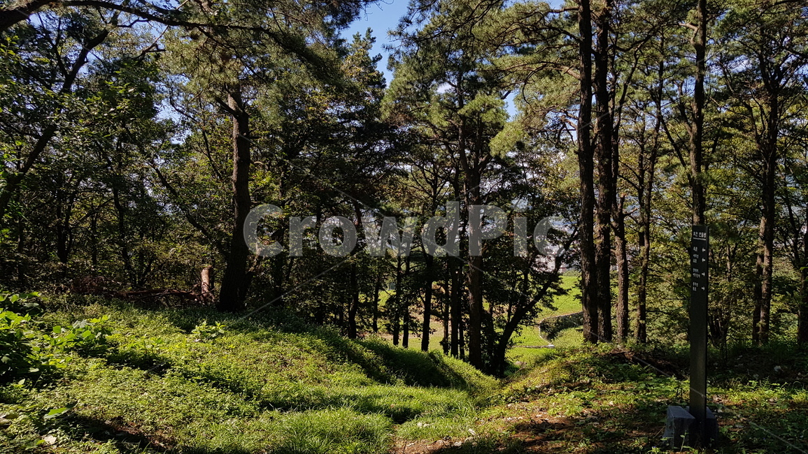나무,식물,tree,plant,산,풍경,nature,자연,자연,풍경,nature,landscape
