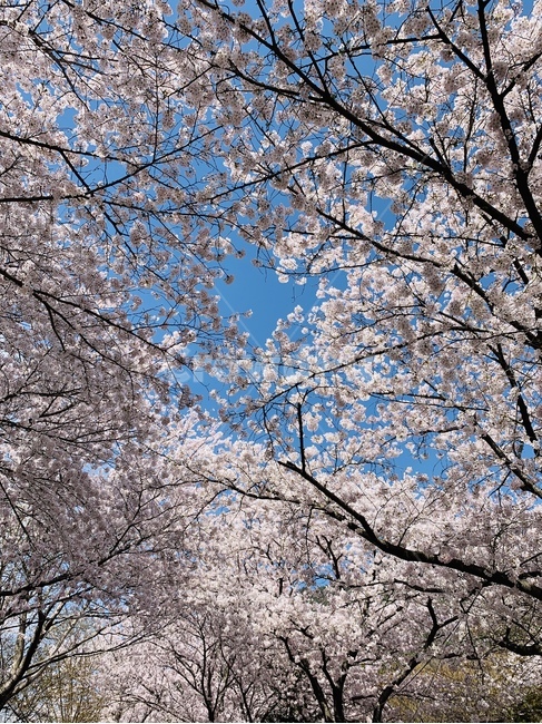 flower,blossom,꽃,cherryblossom,벚꽃,봄,spring,감성사진,feeling,식물,plant,감성,sensible,계절,season,색상,색깔,색감,color,자연,nature,옥외,outdoor,나무,tree,풍경,landscape,하늘,sky