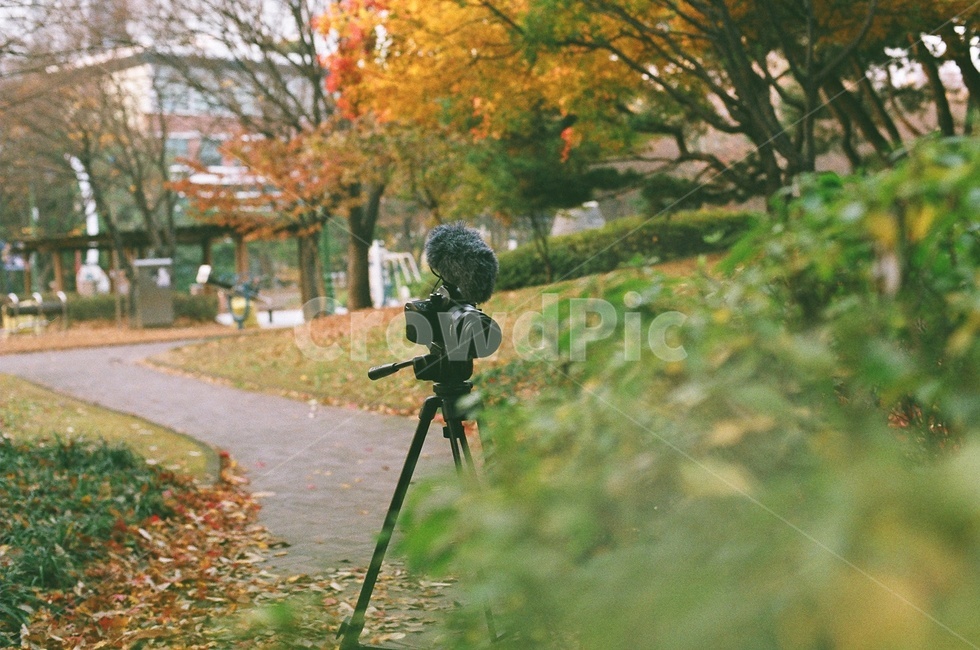 가을,단풍,공원,촬영,필름카메라,아날로그,낙엽,tripod,삼각대,fall