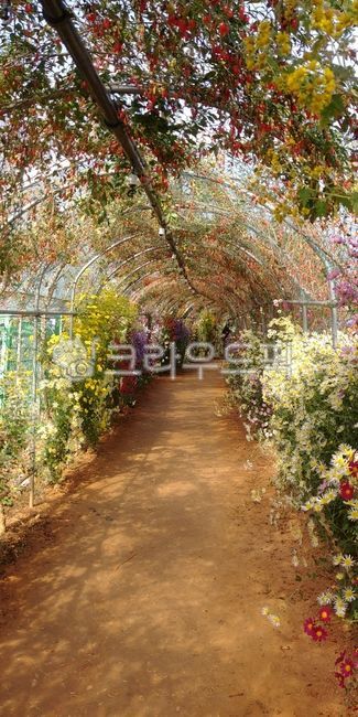 plant,flower house,Cosmos,flower road,flower
