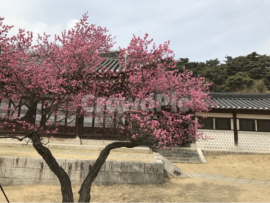 홍매화,봄꽃,현충사,봄,꽃,봄,계절,spring,season,한국전통,한국문화,korean traditional,korean culture,식물,자연,plants,nature,나무,trees,wood,건축물,건물외관,exterior,building,structure,architecture,construction,plant