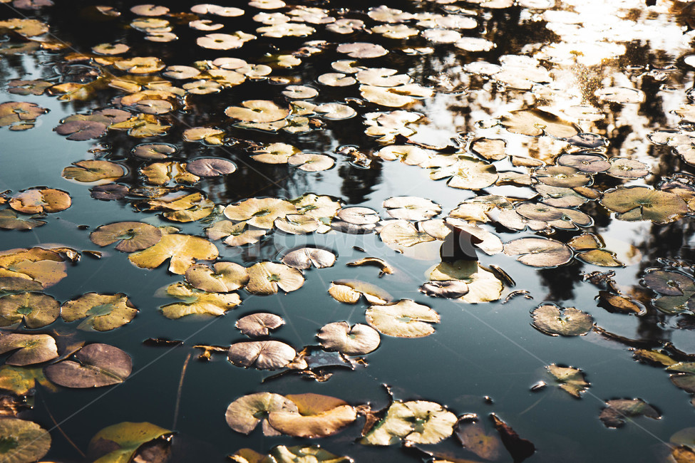 blossom,꽃,plant,식물,연꽃,연못백합,pondlily,flower,식물,자연,plants,nature