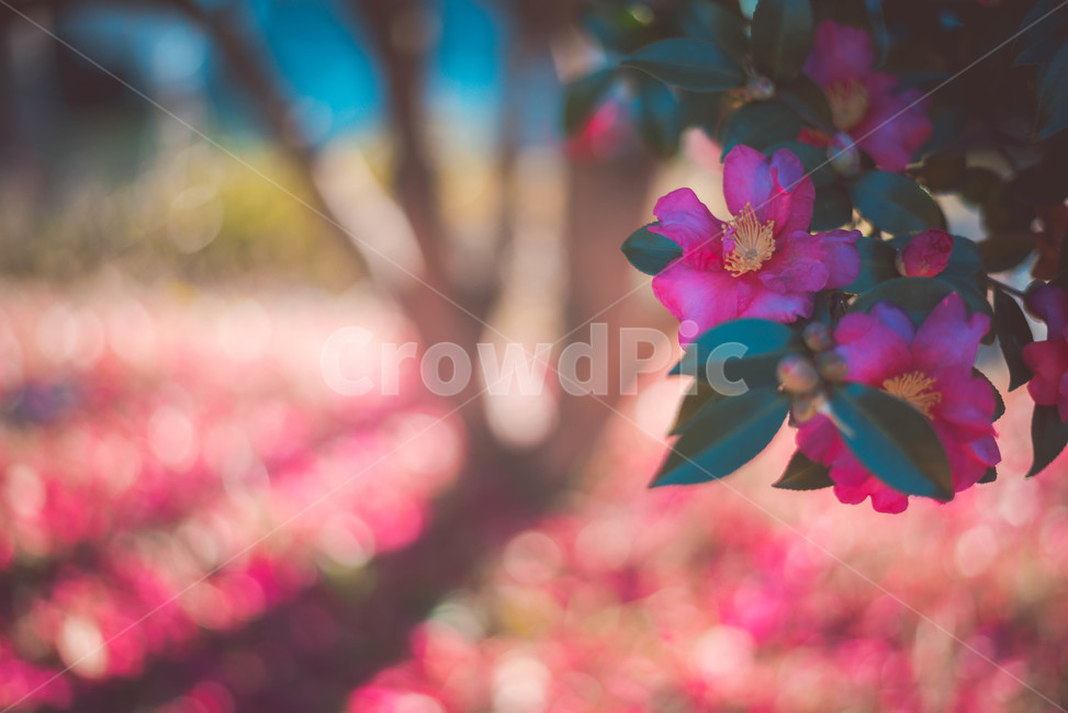 plant,식물,blossom,geranium,제라늄,flower,꽃,식물,자연,plants,nature,꽃,flower