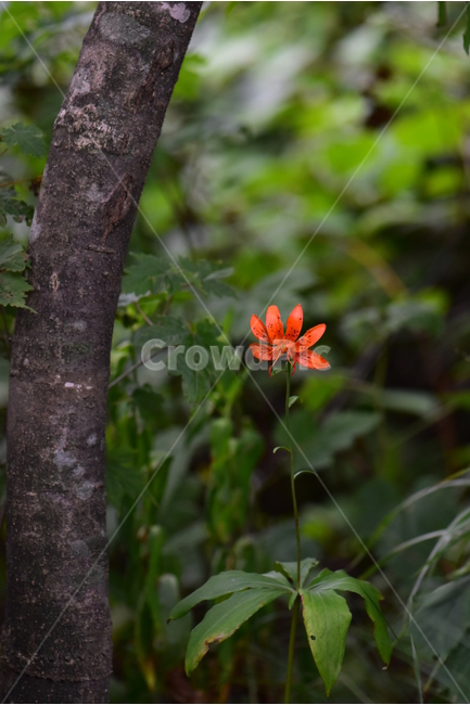 말나리,야생화,식물,자연,꽃,생태,힐링,플라워,wildflower,flower,plants,nature,season,감성,느낌,emotion,feeling,여름,여러해살이풀,산형과,백합과,백합속,주황색,식물,자연,plants,nature,꽃,flower