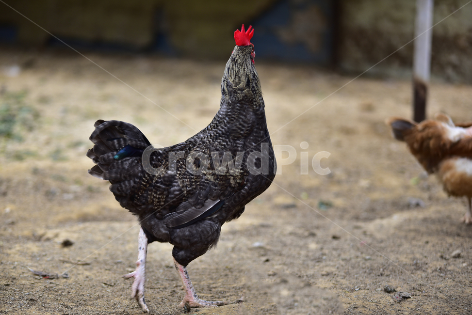 장닭,닭,수닭,숫닭,조류,양계,시골,농촌,cock,chicken,조류,새,birds