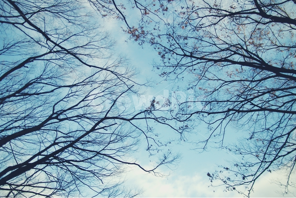 하늘,sky,구름,cloud,나무,나무가지,tree,branch,겨울,계절,winter,season,자연,풍경,nature,landscape,식물,plants,나무,trees,wood,plant