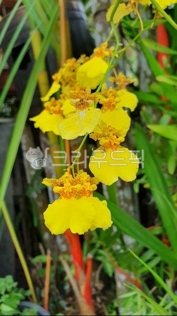 I am,nature,dancing woman,yellow,dancingladyorchid,flower,horticulture,Oncidium,epiphytic orchid,oncidium,grass,plant,garden,orchid