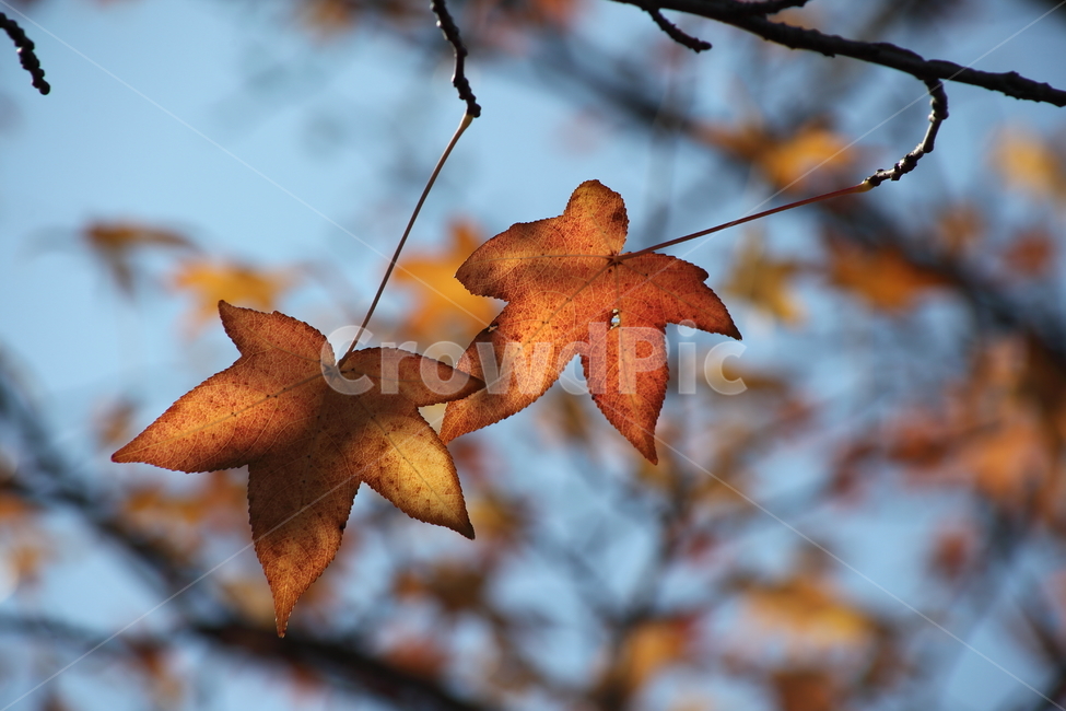 단풍,미국풍나무,가을,liquidambarstyraciflua,sweetgum,가을,계절,fall,autumn,season,식물,자연,plants,nature,plant,leaf,잎,tree,나무,maple
