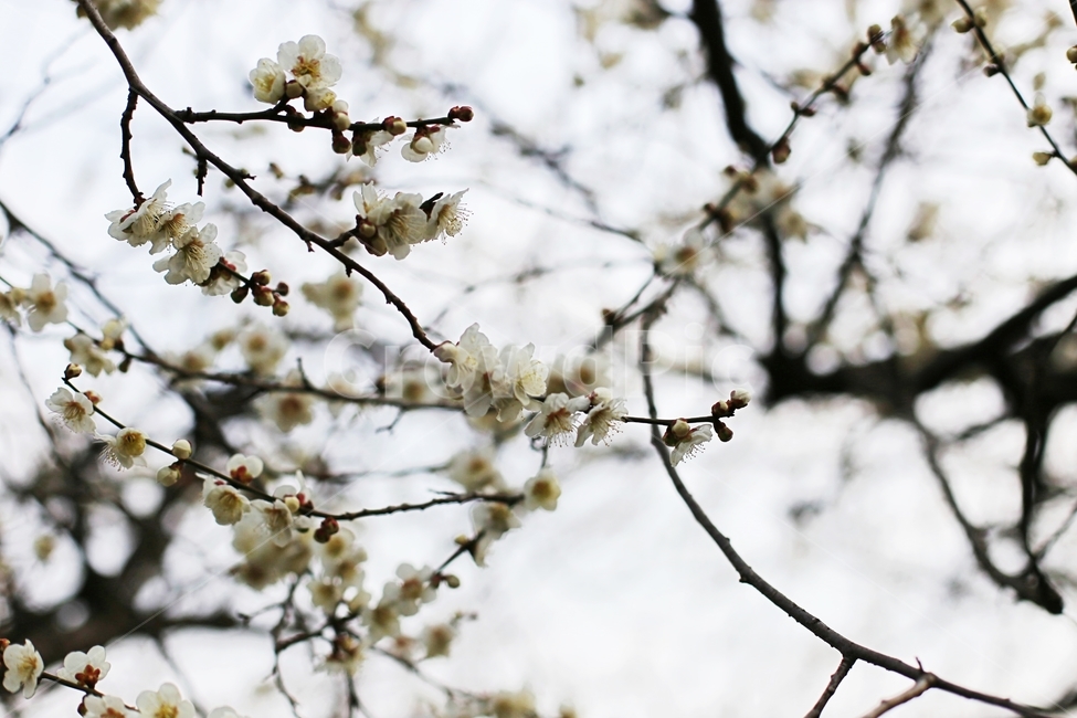 매화,매화꽃,하동,봄,매화축제,봄,계절,spring,season,식물,자연,plants,nature,꽃,flower,plant
