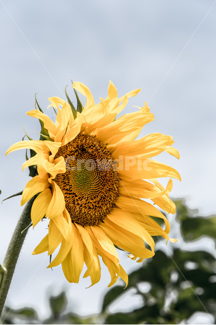 해바라기,꽃,열정,씨앗,바람,식물,노랑,여름,계절,summer,season,가을,fall,autumn,식물,자연,plants,nature,꽃,flower,plant,blossom