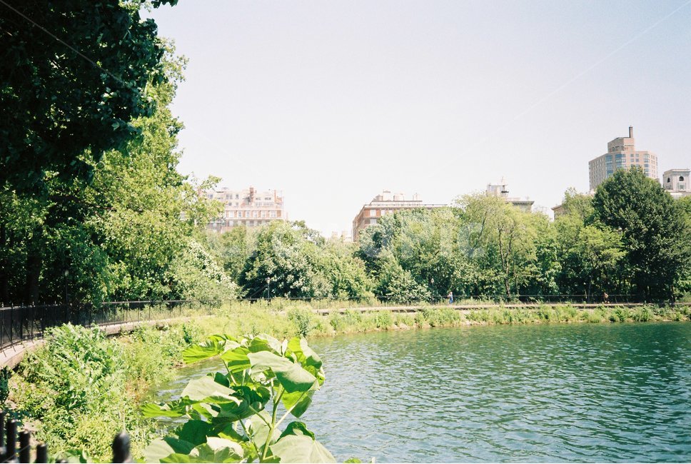 센트럴파크,호수,물,나무,햇살,그림자,자연,초록,water,centralpark,lake,잔잔함,산책,warm,따스함,자연,풍경,nature,landscape,휴식,힐링,rest,relaxation,healing,outdoors,옥외