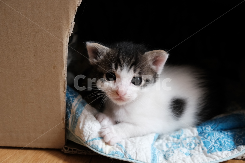 애완동물,반려동물,고양이,아깽이,새끼고양이,cat,동물,animal,포유류,mammal,고양이,cat,kitten,kitty