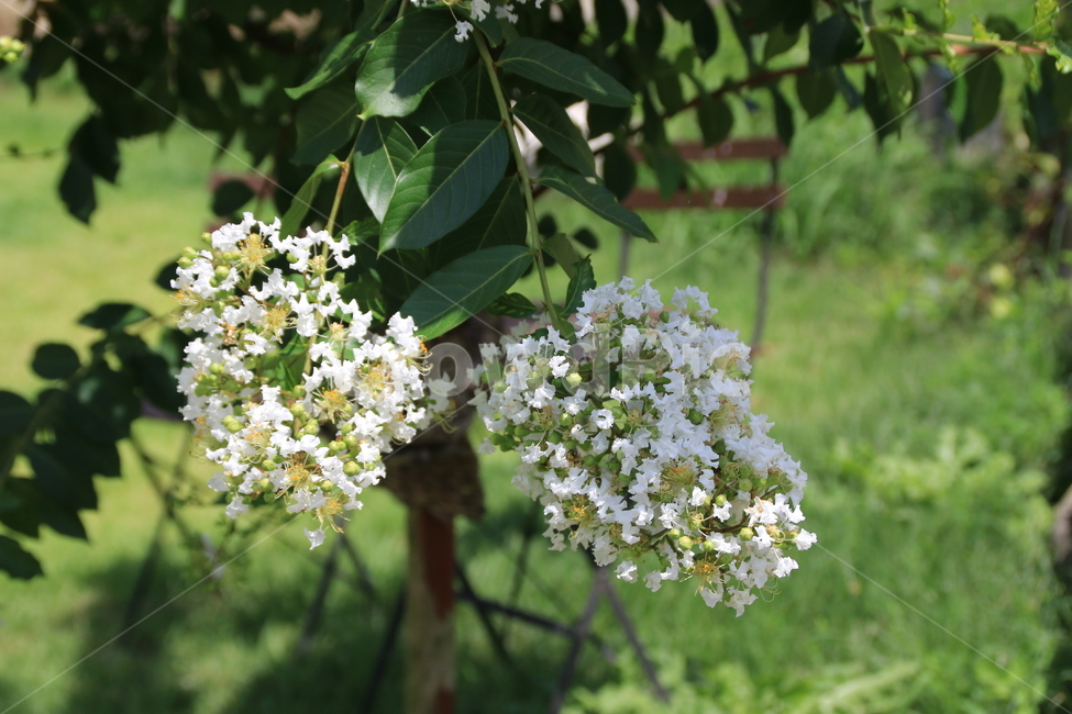 꽃,배롱꽃,여름,감성사진,흰색,식물,자연,plants,nature,꽃,flower