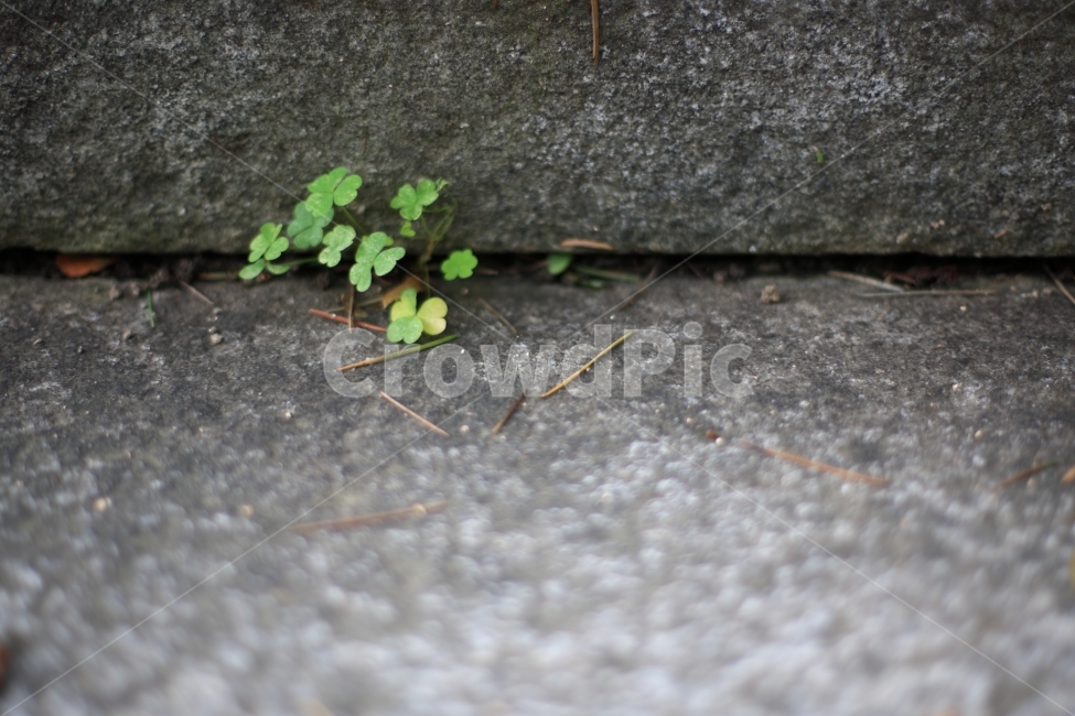 봄,식물,일상,동네,산책,계단,생명,식물,자연,plants,nature