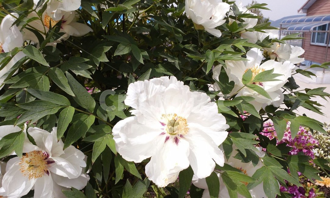 꽃,모란,흰목단,여름꽃,흰꽃,꽃,flower