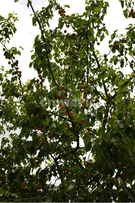 살구나무,살구,열매,나무,자연,식물,나뭇잎,식물,자연,plants,nature,나무,trees,wood,과일,열매,fruit