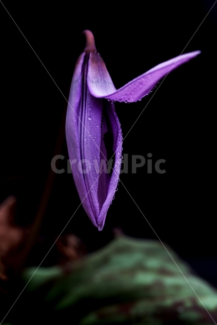 새벽,꽃,보라,이슬,청초,식물,자연,plants,nature,꽃,flower