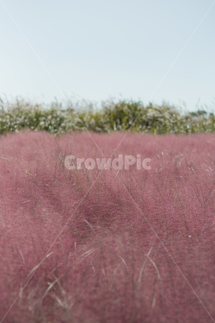 가을,핑크,뮬리,핑크뮬리,가을꽃,하늘공원,가을,계절,fall,autumn,season,plant,식물,grass,잔디