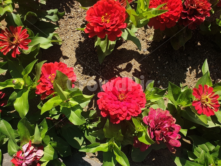꽃,백일홍,꽃밭,빨간꽃,flower