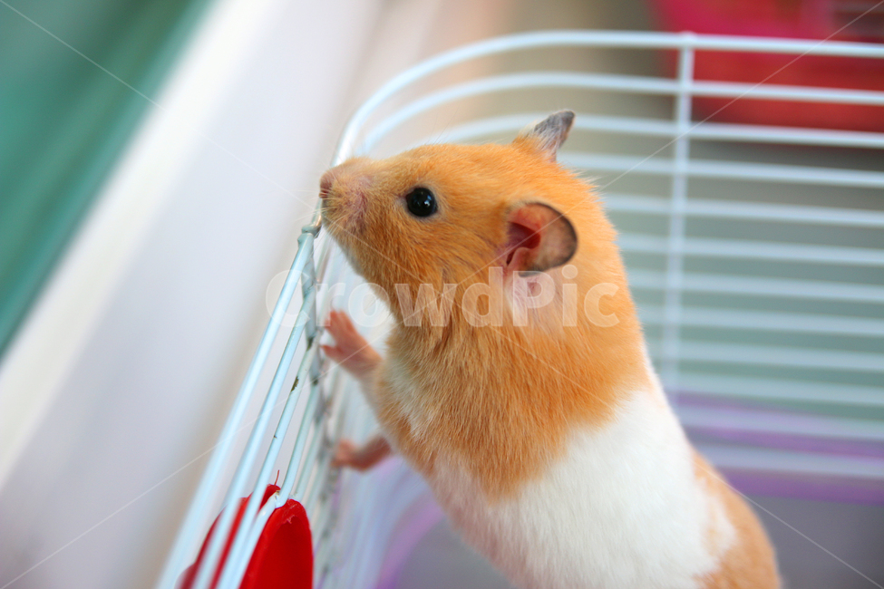 햄스터,라떼,동물,힐링,봄,키우기,동물,animal,포유류,mammal