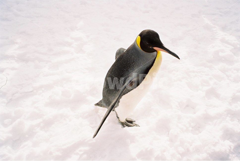 animal,동물,눈,겨울,snow,화이트,자연,nature,winter,펭귄,penguin,동물원,zoo,동물,animal,조류,새,birds