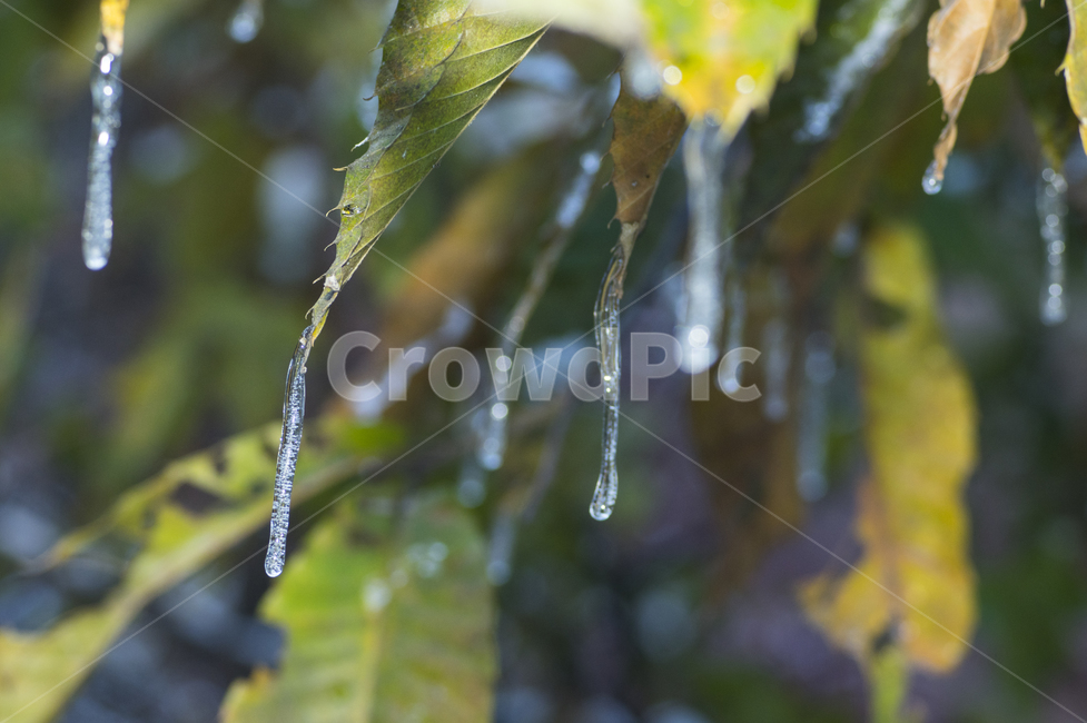 ice,빙,outdoors,옥외,nature,icicle,겨울,winter,snow,자연,고드름,눈꽃,겨울,계절,winter,season