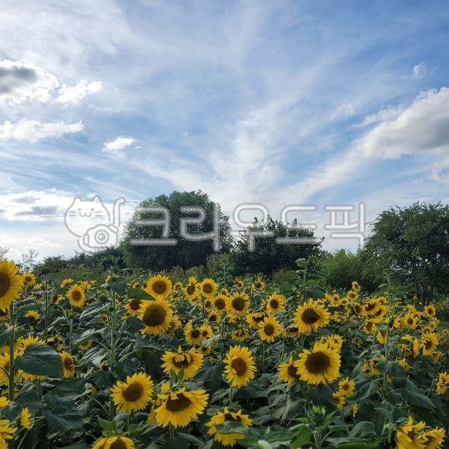 plant,sunflower field,sunflower,flower