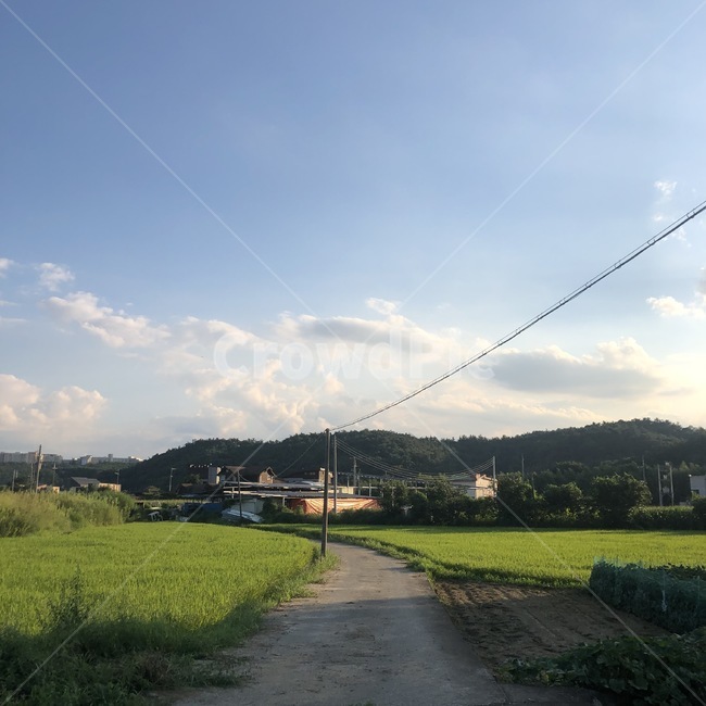 한적한,시골,여름,풍경,햇살,햇빛,논밭,초록잎,힐링