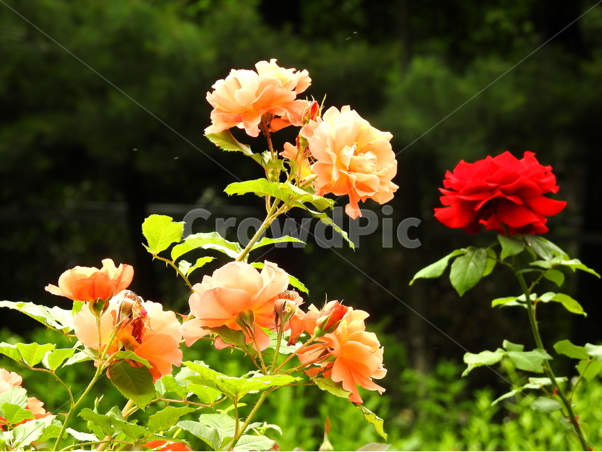 식물,꽃,장미,flower,rose,식물,자연,plants,nature,꽃,flower