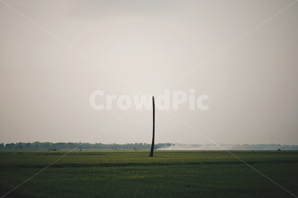 장소,나무,태국,조용한곳,논밭,자연,풍경,nature,landscape,grass,잔디,plant,식물,field,들,grassland,목초지,outdoors,옥외