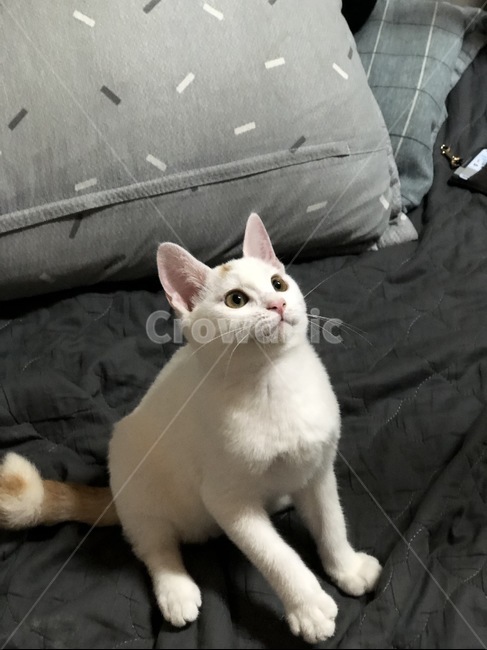고양이,반려묘,반려동물,동믈,캣,동물,animal,포유류,mammal,고양이,cat,kitten,kitty