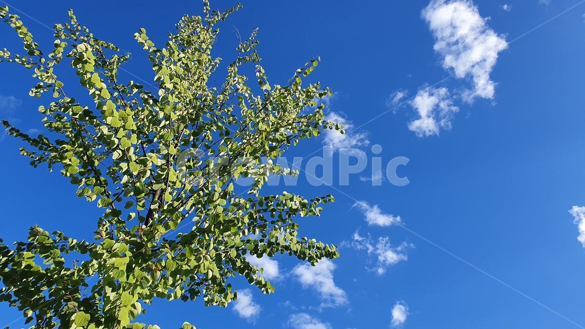 나무,하늘,구름,자연,연두색,초록,파릇,맑은,여름,날씨,봄,계절,휴식,tree,오후,plant,식물,season,spring,summer,weather,clear,sky,clouds,nature,green,푸른,greens,afternoon,풍경,sunny