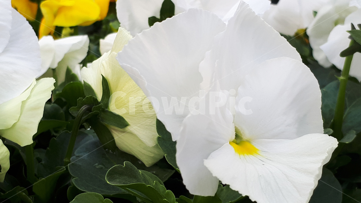 펜지,blossom,꽃,flower,plant,제라늄,식물,자연,plants,nature,꽃,flower