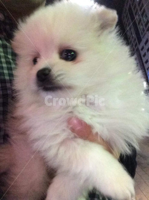 응시,강아지,애견,가족,놀이,산책,사랑,미소,동물,animal,포유류,mammal,개,강아지,dog,doggy