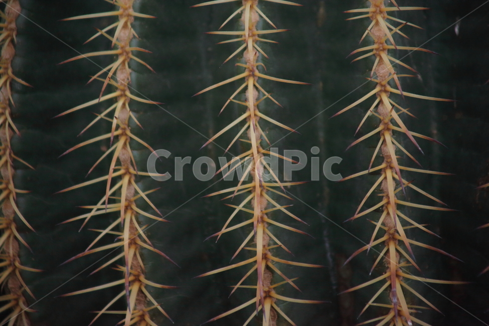 가시,선인장,식물,온실,cactus,텍스처,질감,패턴,texture,pattern