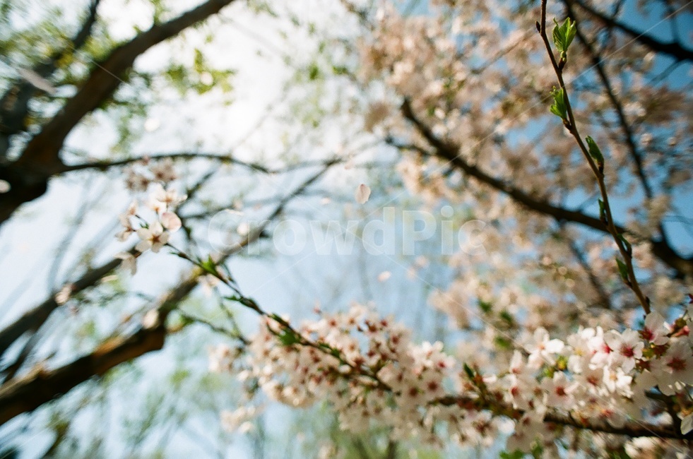 꽃,화단,필름사진,필름,fm2,봄,벚꽃,봄,계절,spring,season,식물,자연,plants,nature,꽃,flower,plant,blossom,cherry blossom