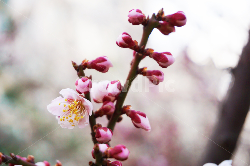 매화,꽃,봉우리,꽃봉우리,봄,분홍색,pink,flower,봄,계절,spring,season,plant,식물,blossom