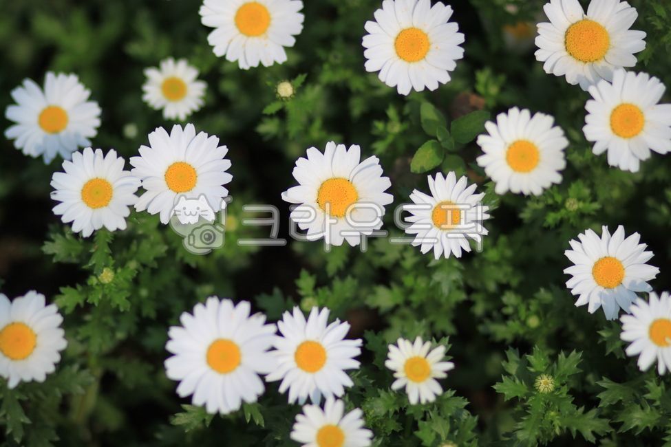 데이지, 식물, plant, daisies, flower, 사진,이미지,일러스트,캘리그라피 - piel작가