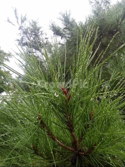 나무,소나무,tree,식물,pine,식물,자연,plants,nature
