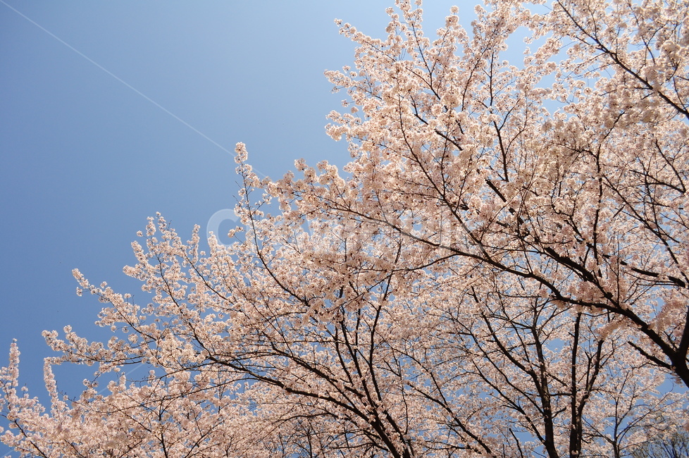 벚꽃,봄,벚꽃나무,나무,꽃잎,하늘,햇살,햇빛,가지,봄,계절,spring,season,자연,풍경,nature,landscape,plant,식물,flower,꽃,blossom,cherry blossom