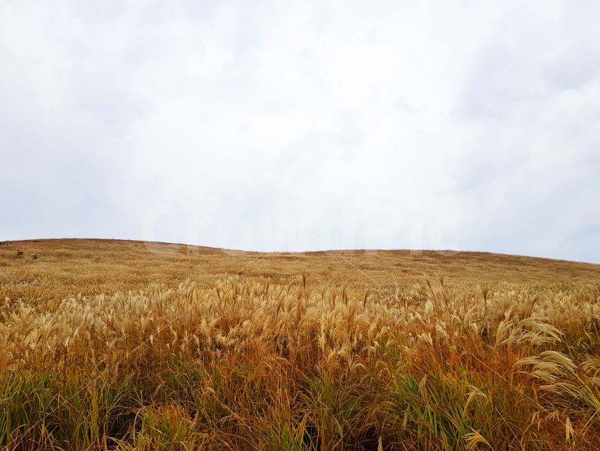 제주,jeju,제주도,jejudo,여행,풍경,landscape,오름,갈대,억새,새별오름,가을,계절,fall,autumn,season,자연,풍경,nature,landscape,plant,식물