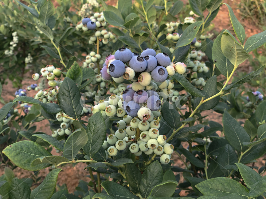 blueberries,계절과일,계절,fruit,과일,blueberry,블루베리,식물,plant,음식,food