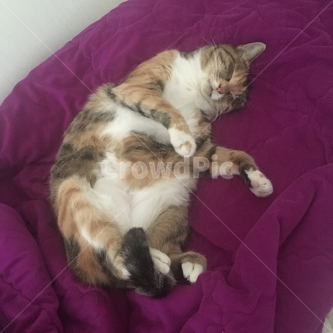 고양이,사냥,낮잠,pet,cat,동물,animal,포유류,mammal,고양이,cat,kitten,kitty